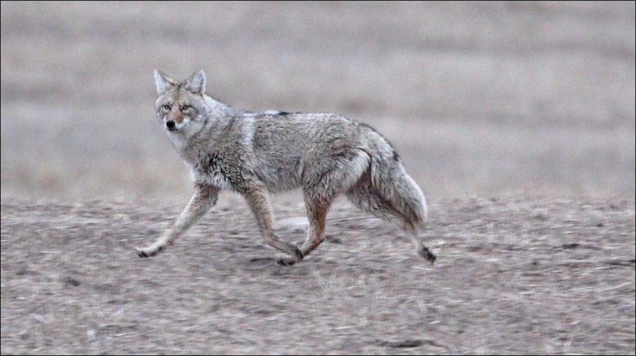 Coyote