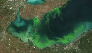 algae