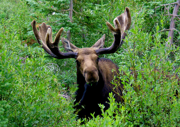 Moose