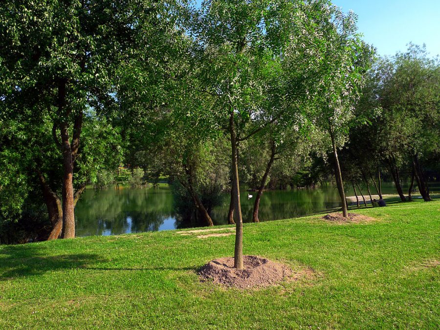 Planted Tree