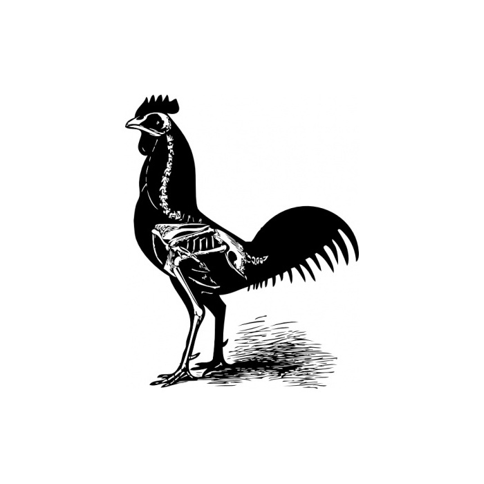 Junglefowl