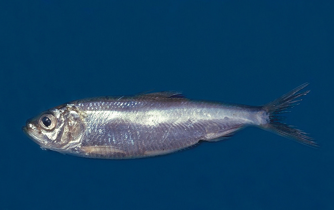 Alewife Fish