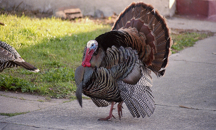 turkey