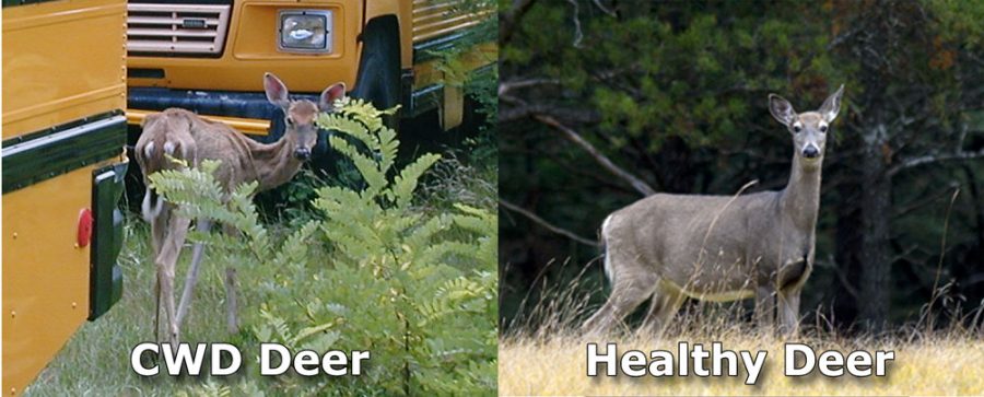 Deer Comparison