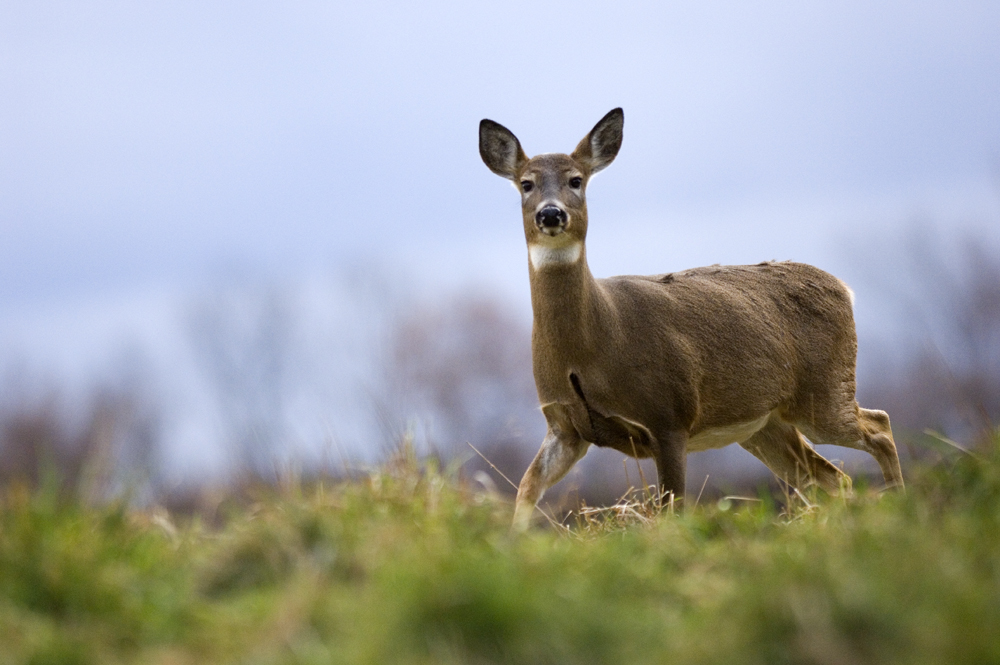 Healthy Deer - Michigan