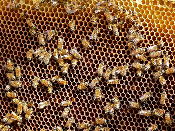Honeybees crowding a honeycomb