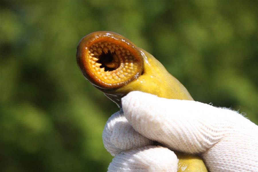 Sea lamprey