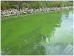 algae