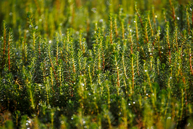 Water Milfoil