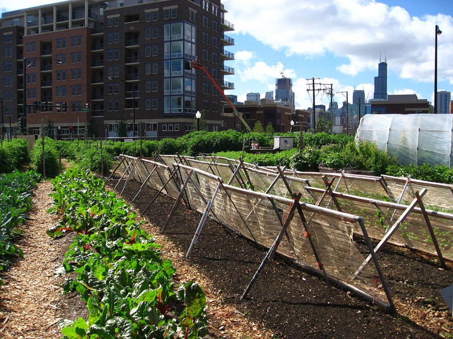 urban farm