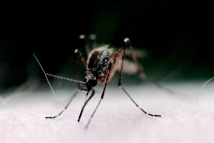 Mosquito