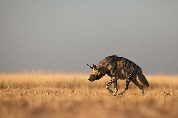 hyena