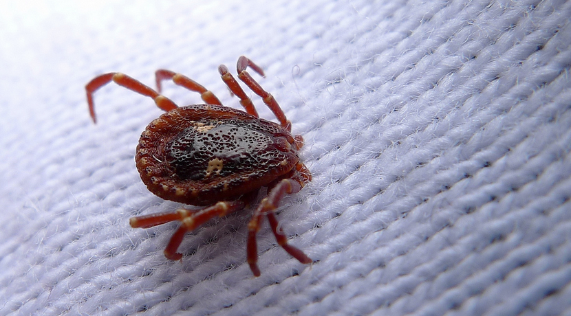 tick
