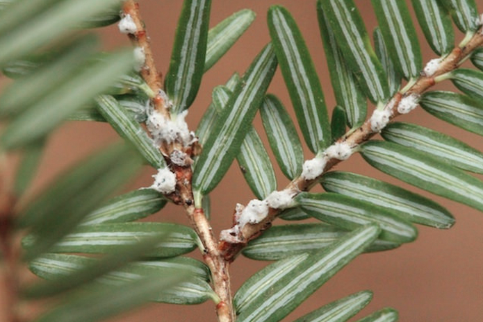 hemlock wooly adelgid