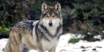 Gray Wolf