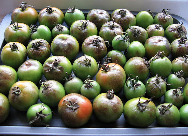 Tomato Late Blight