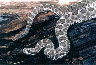 Massasagua Rattlesnake