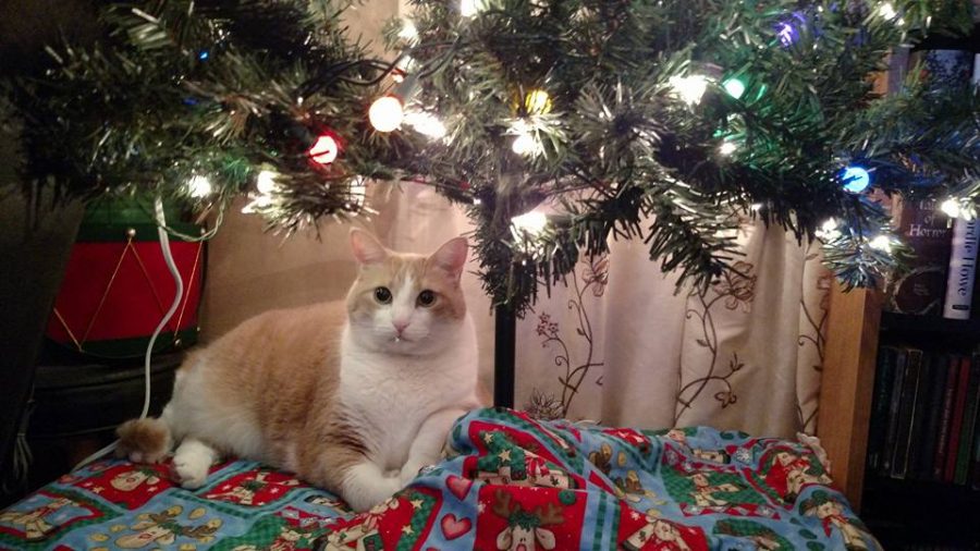 Buddy, the Christmas Cat