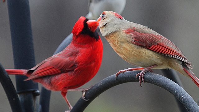 Bird Pictures