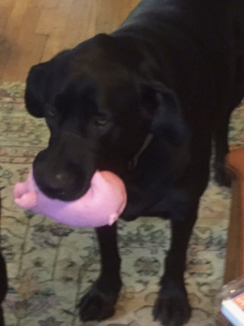 Dog Babe and Piggy