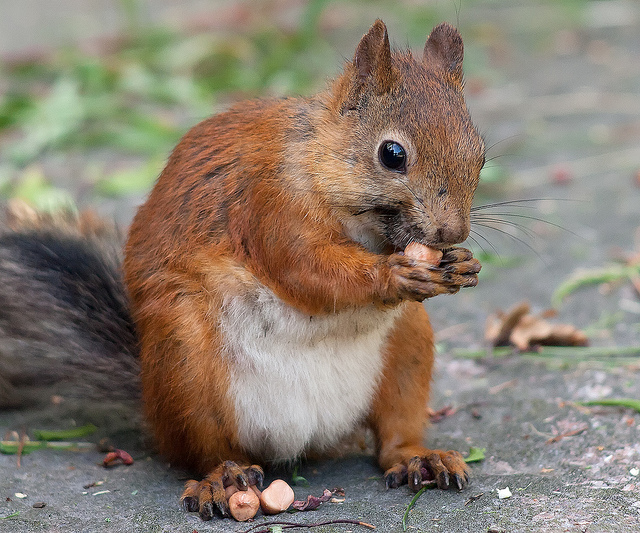 Hoarding Squirrel
