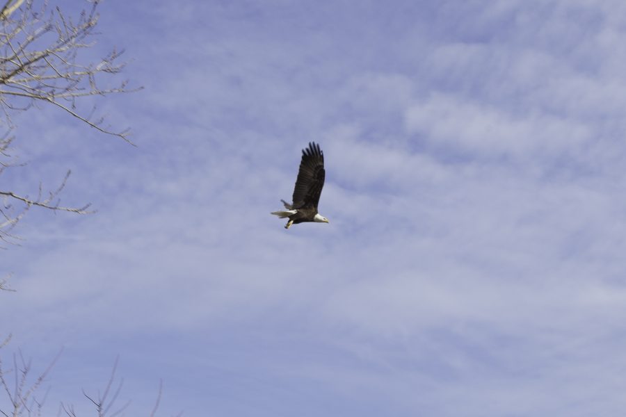 eagles1
