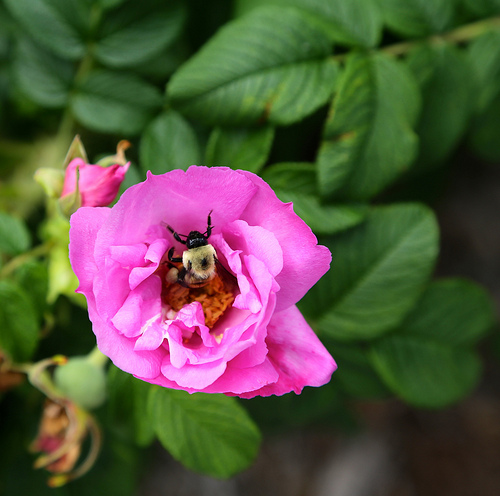 Bumble Bee