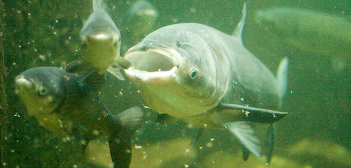 Asian Carp