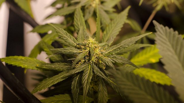 Marijuana Plant