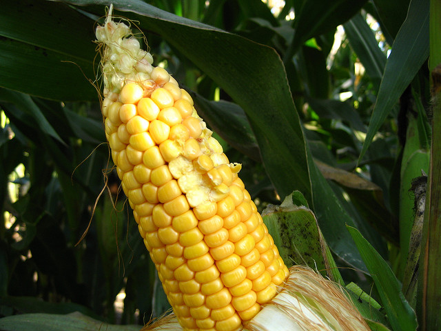 Corn on the cob biofuel