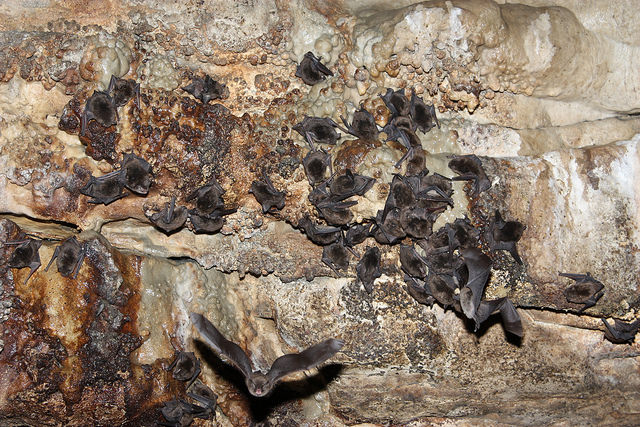 Flying Bat