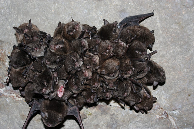 Group of Bats