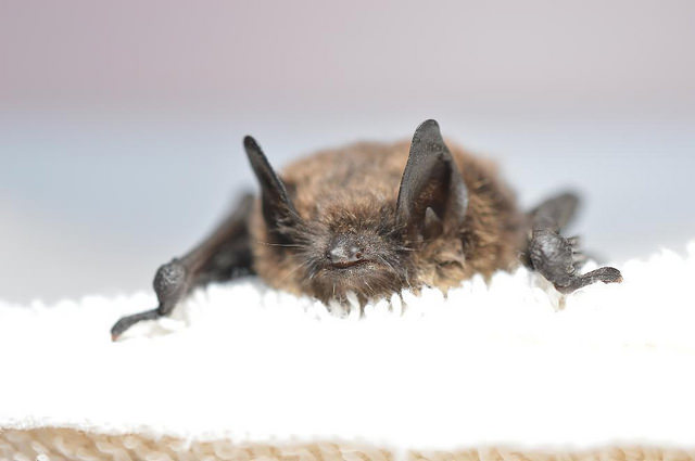 White Nose Syndrome Bat