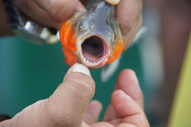 Piranha