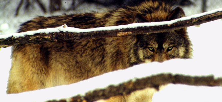 Gray Wolf