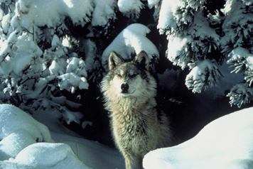 Gray Wolf 4