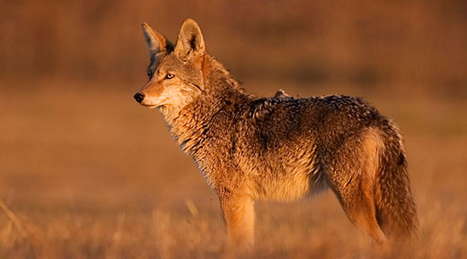 Coyote