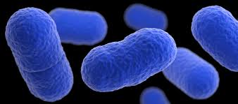 listeria