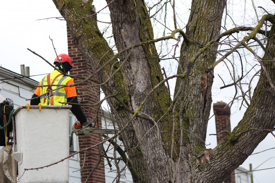Tree Removal - 040417- bt