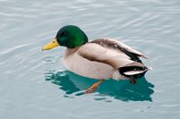 Duck