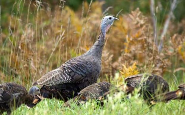 turkey