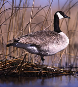 Canada Goose