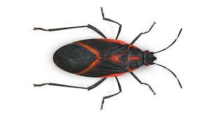 Box Elder Bug