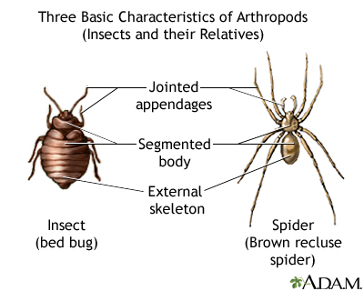 Brown Recluse Spider
