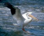 American White Pelican