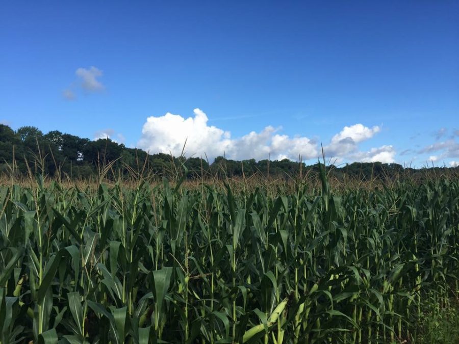 Corn field 092817 - pb