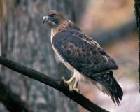 Red-Tailed Hawk