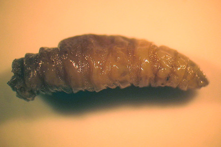 Maggot cdc.gov