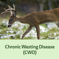 Deer with CWD Chronic Wasting Disease