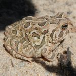 Fowlers Toad